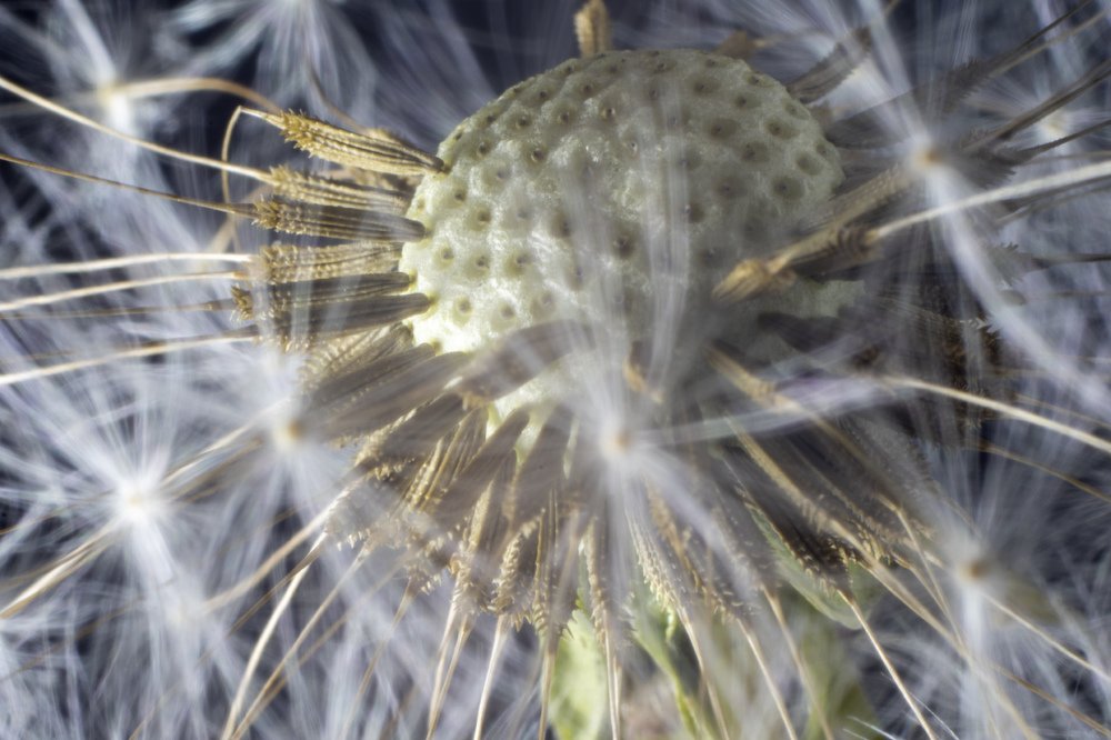 Центр одуванчика