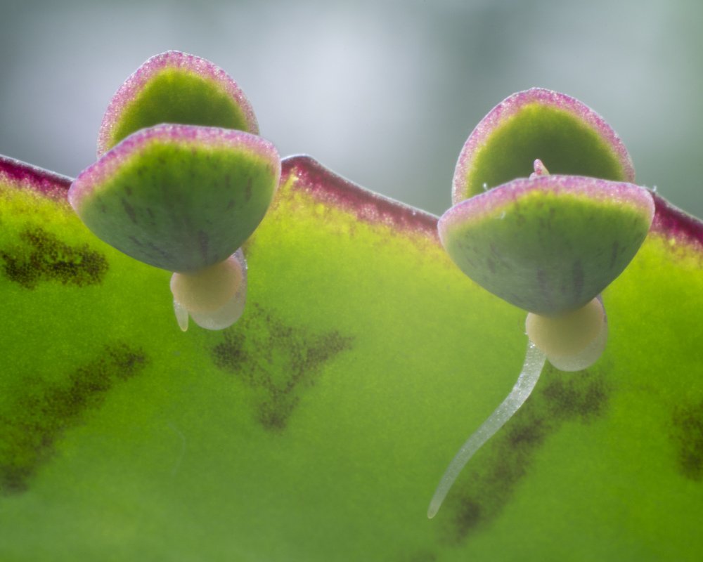 Зеленый монстр с двумя клешнями