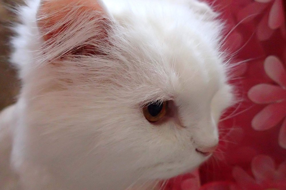 Облачко скромной любви