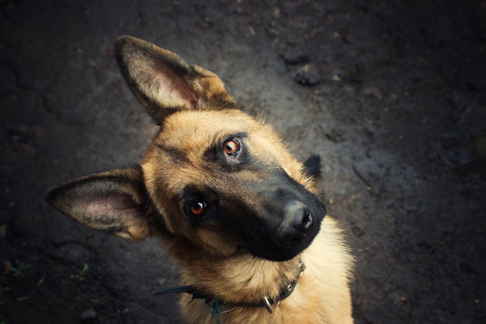 Фотография автора Olesya Taurus