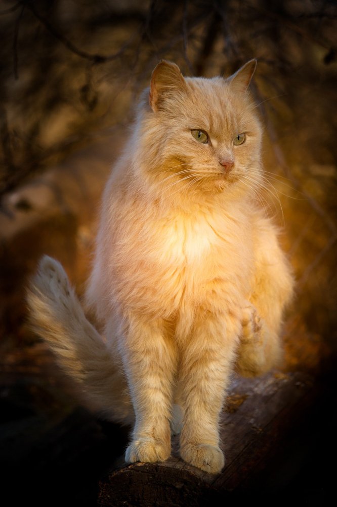 Фотография автора Olesya Taurus