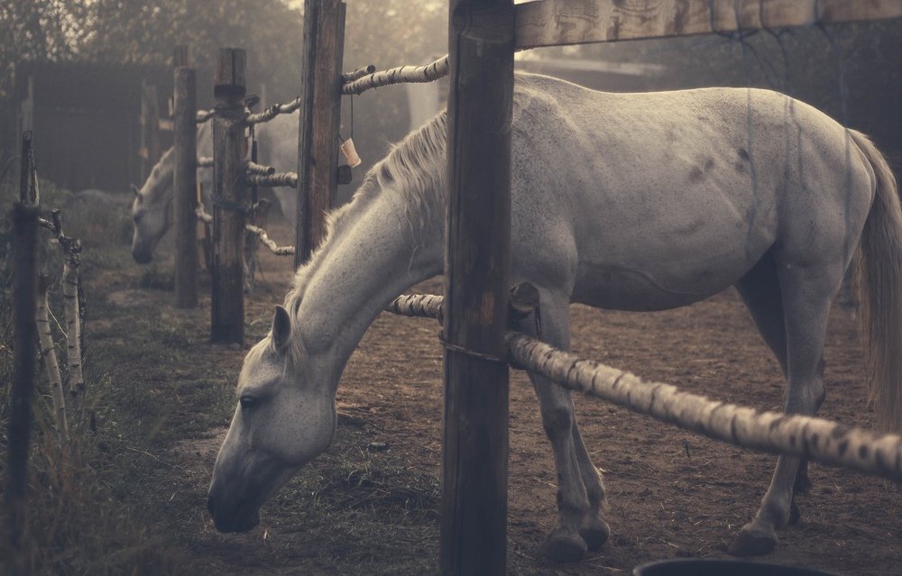 Фотография автора Olesya Taurus