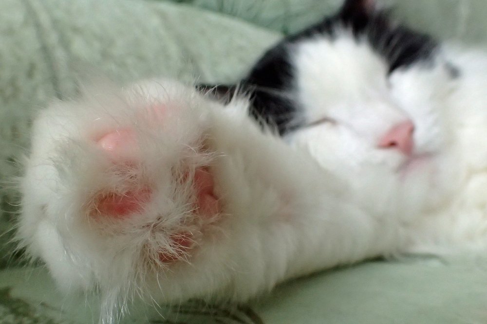 Сон мохнатой лапки