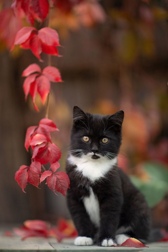 Photograph by Коротун Юрий