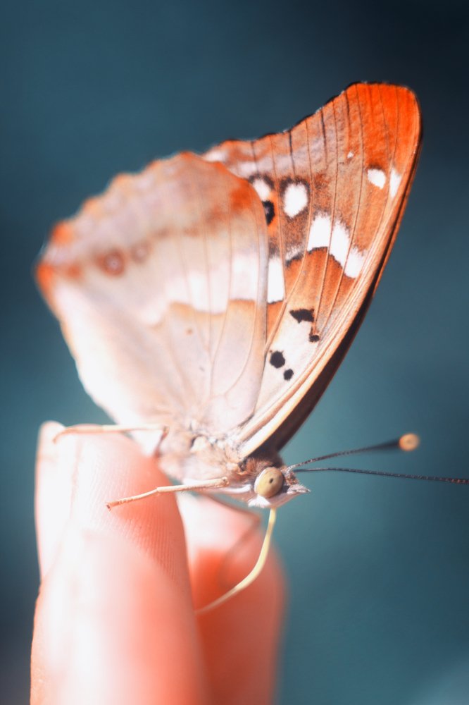 Фотография автора Olesya Taurus