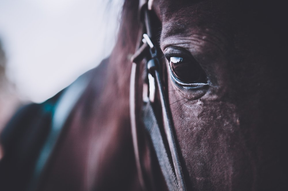 Фотография автора Olesya Taurus