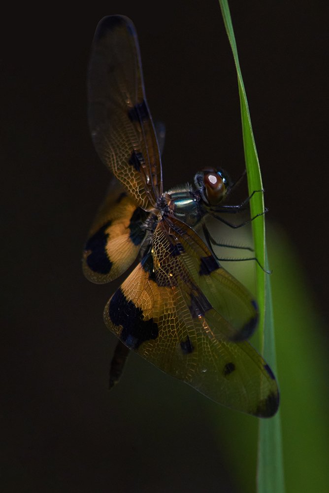 Photograph by Kushan Madushanka Sonnadara