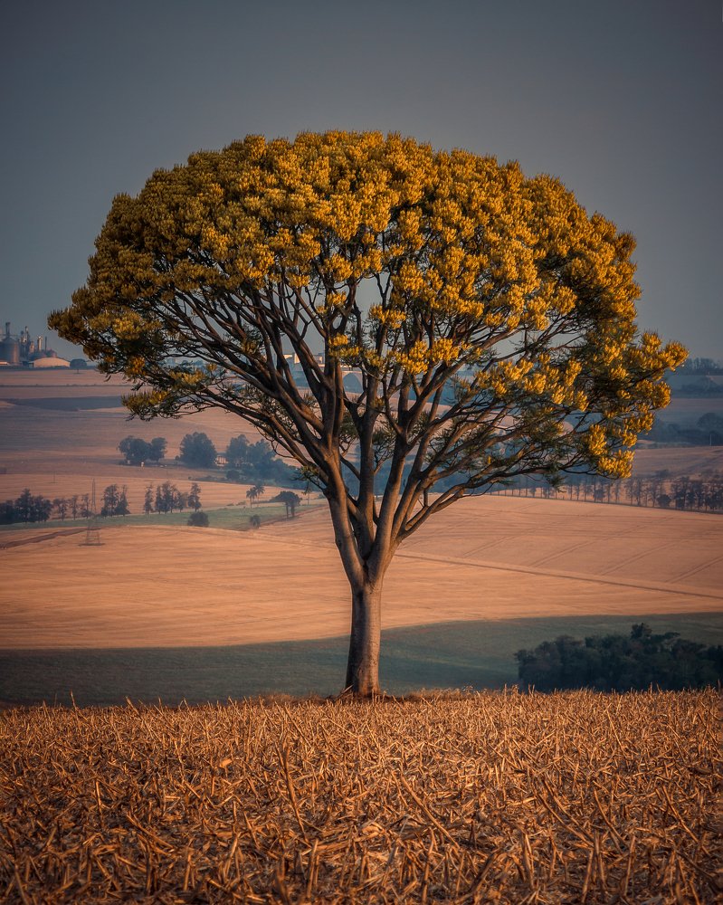 Golden Tree