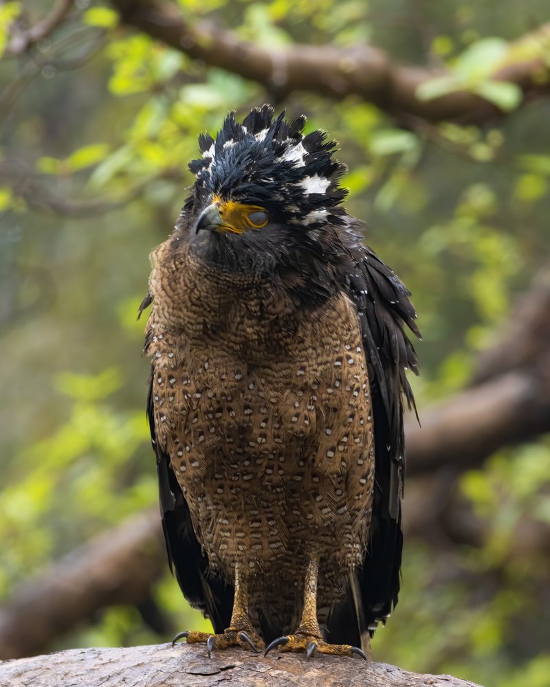 CROWNED EAGLE