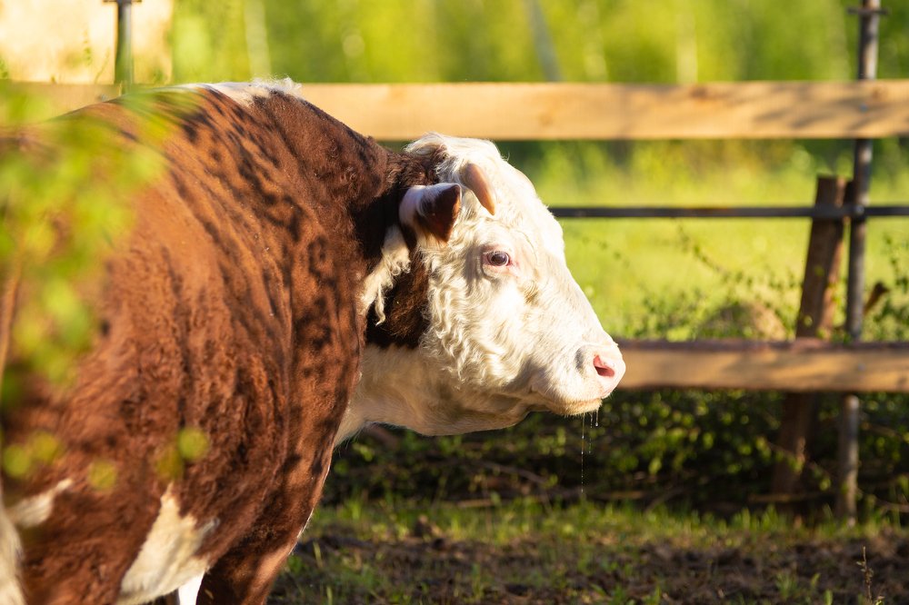 Фотография автора Olesya Taurus