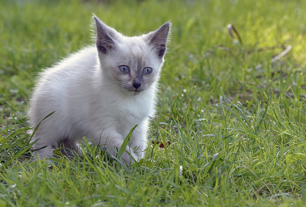 Фотография автора Анатолий Зверев