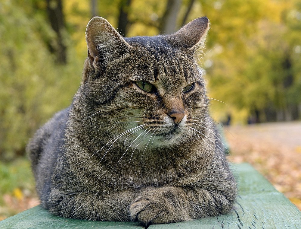 Фотография автора Анатолий Зверев
