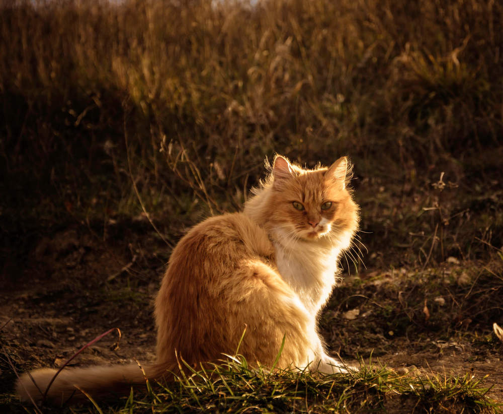 Photograph by Оксана Кийкова