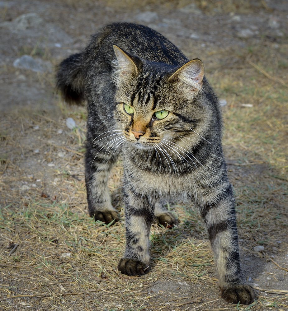 Фотография автора Анатолий Зверев