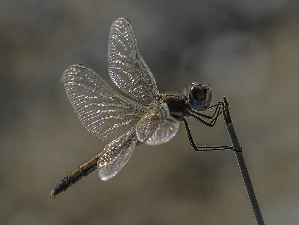 Photograph by Igor Tourovski