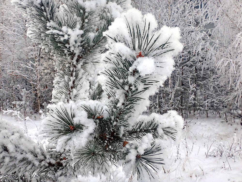 Photograph by Игорь Пшеничников