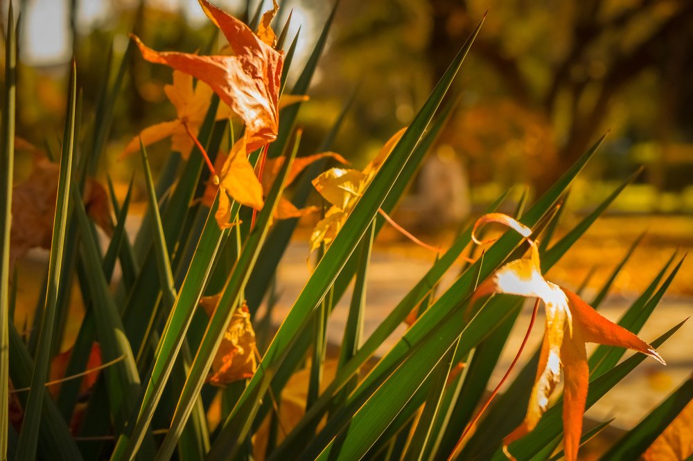 Photograph by Эльза Чанба