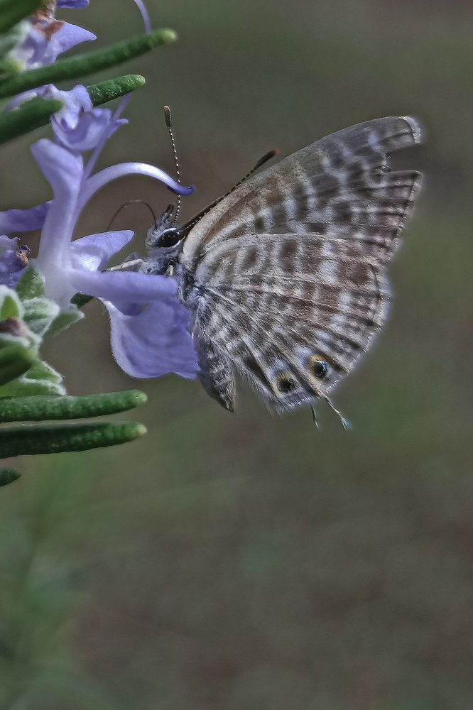 Zebra blue - butterfly