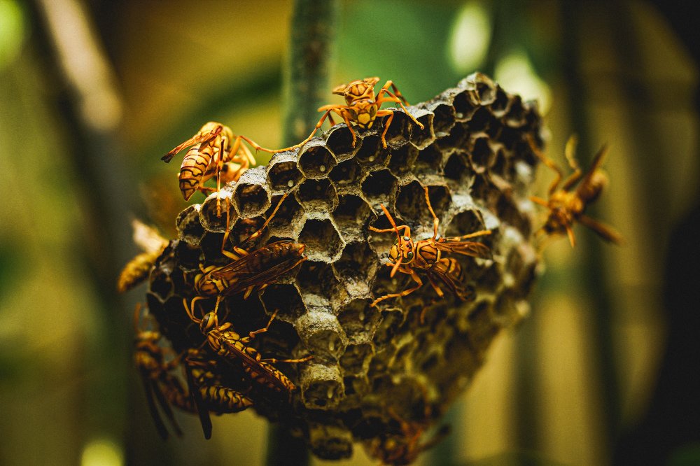 Photograph by Koustav Bhattacharjee