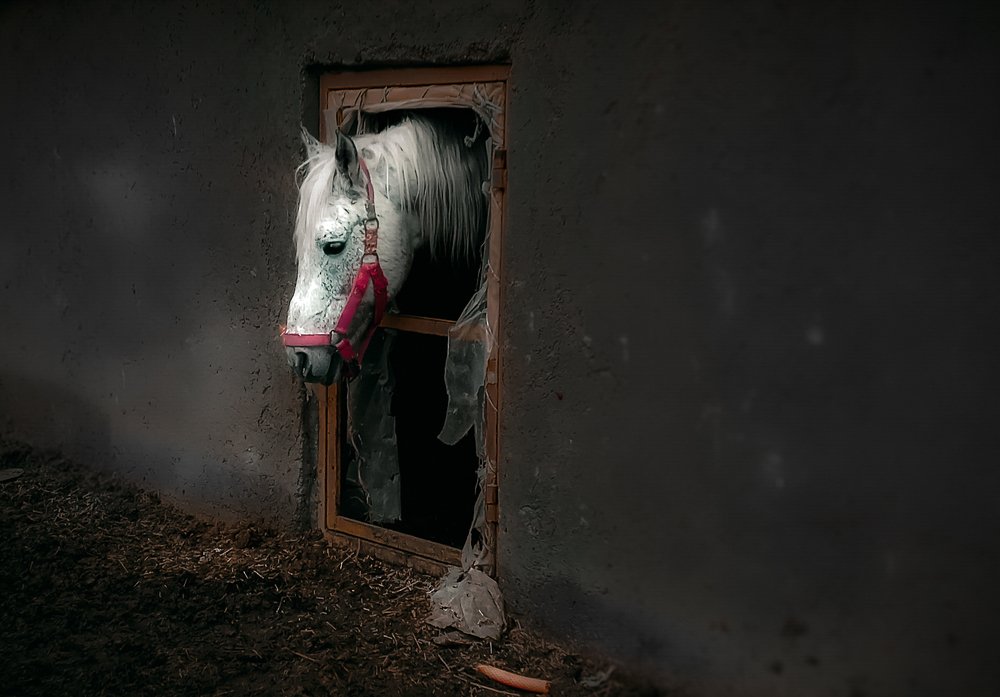 Horses tired of captivity
