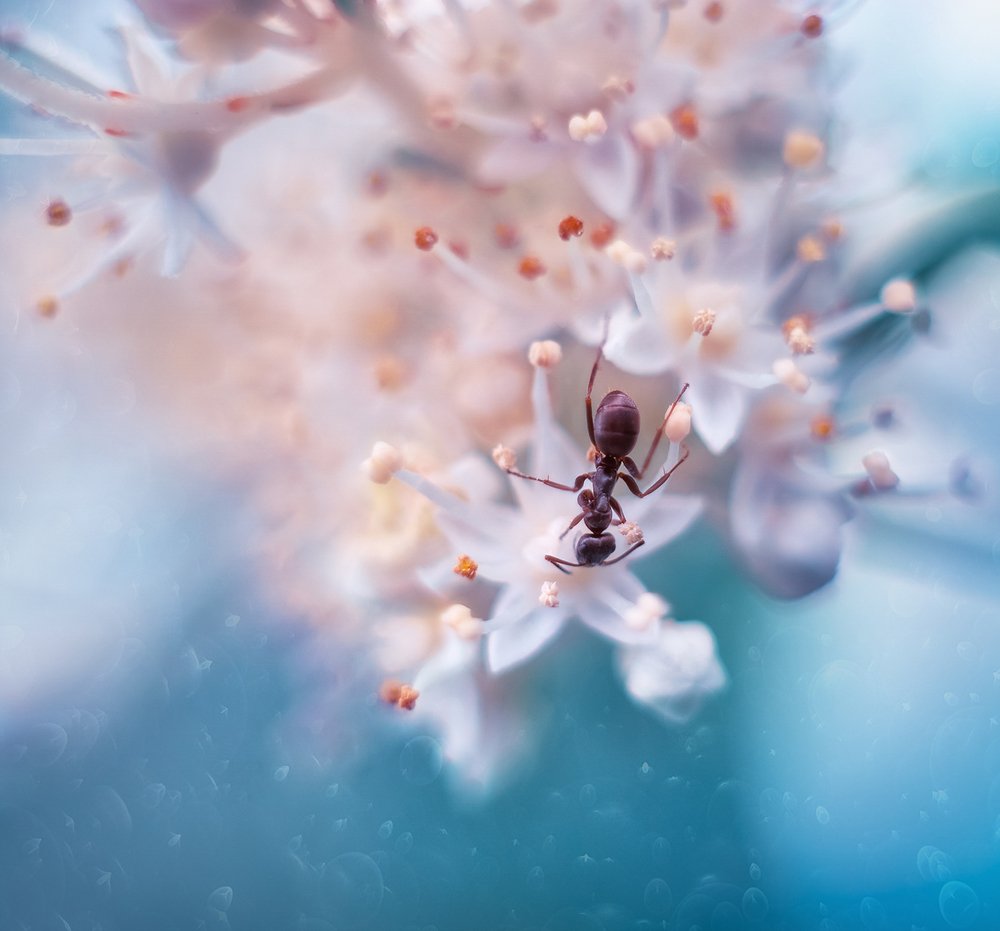 На гортензии