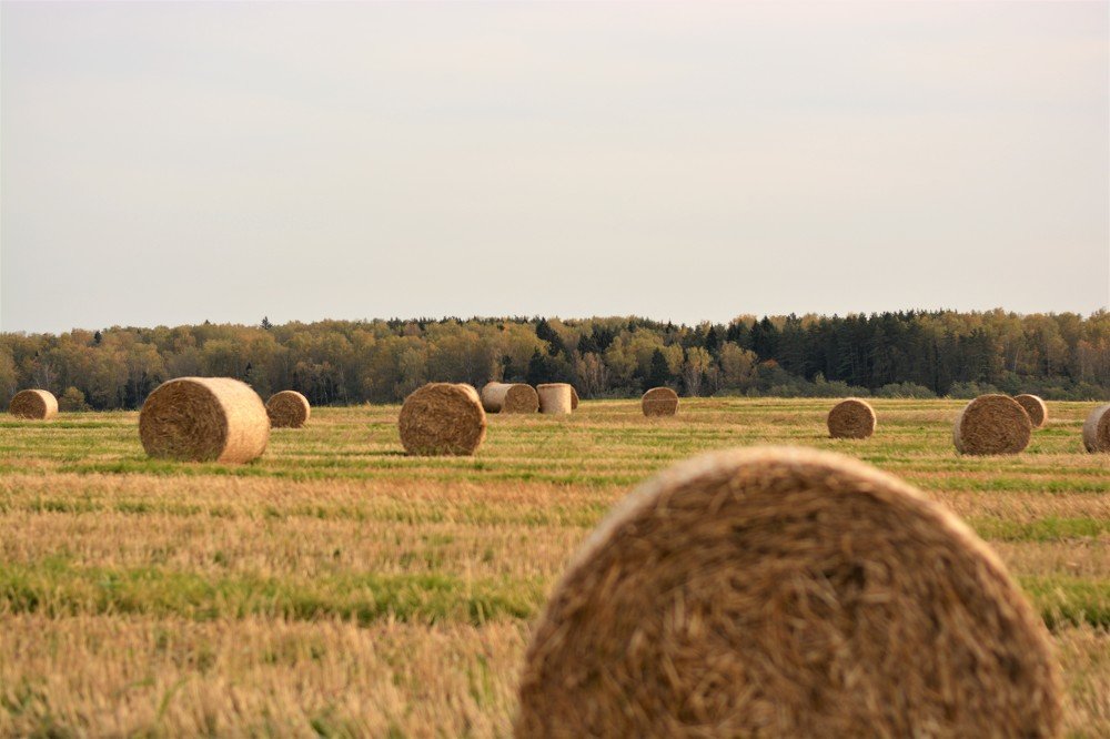 Photograph by Марина Шевцова