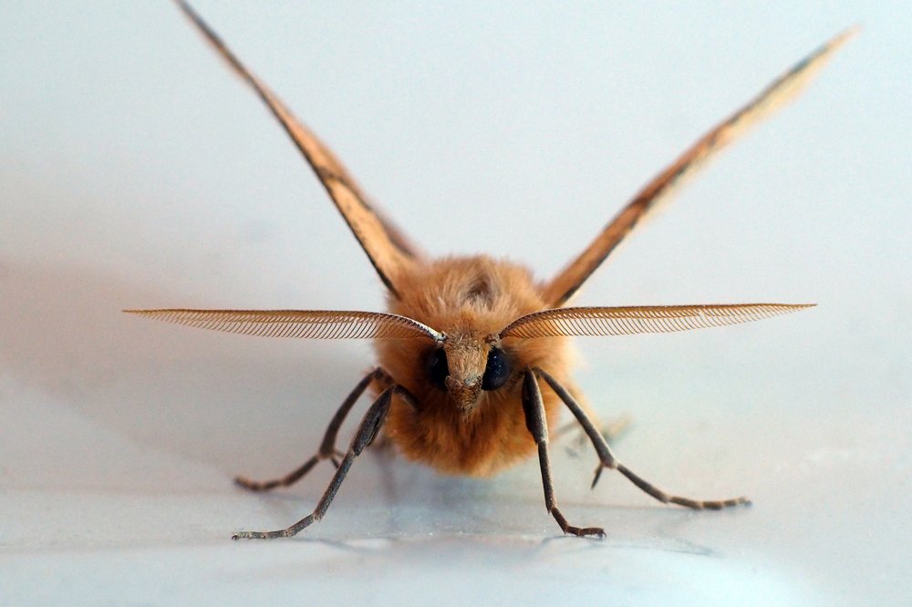 Фотография автора Denes Doma