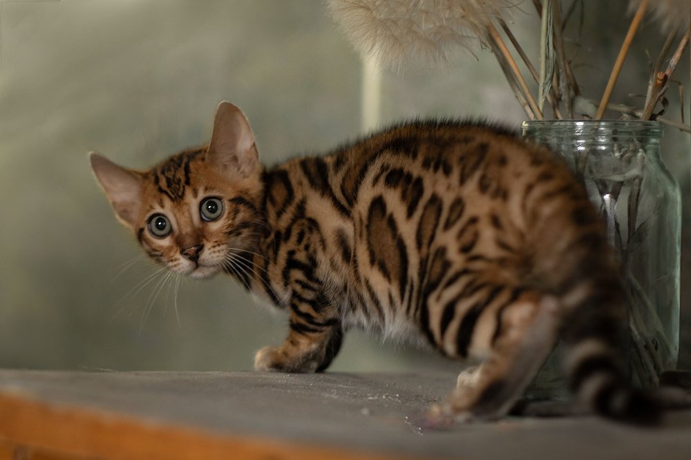 Фотография автора Коротун Юрий