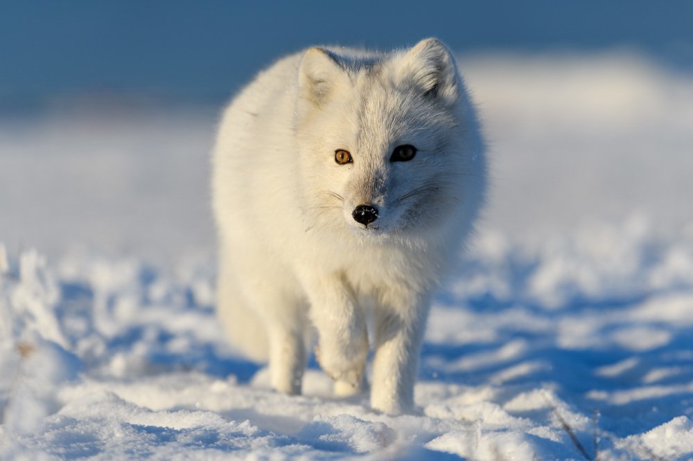 Photograph by Alexey Seafarer