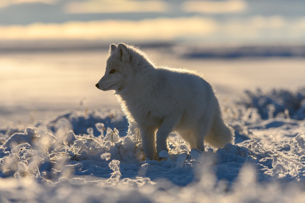 Photograph by Alexey Seafarer