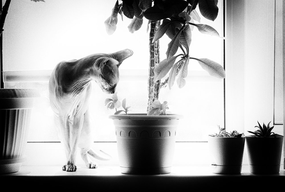 Photograph by Юлия Яровая