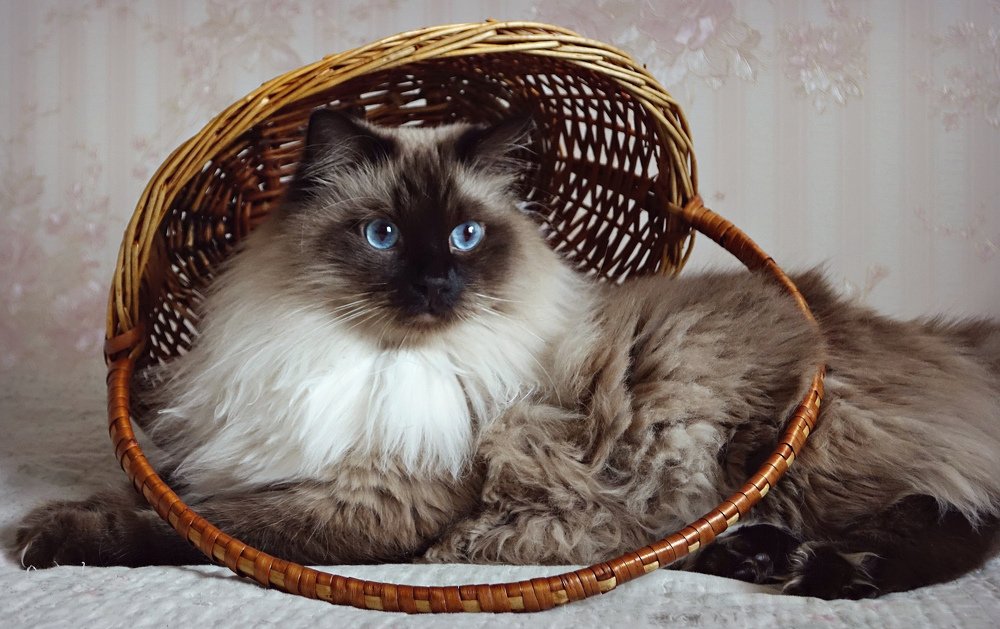 В корзинку не поместился, но образ создал...