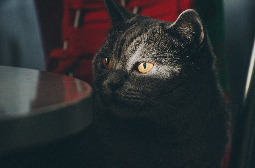 Photograph by Alekseu Maslovskiy