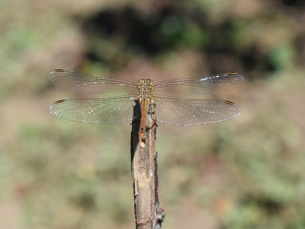 Photograph by Наталья Вялых