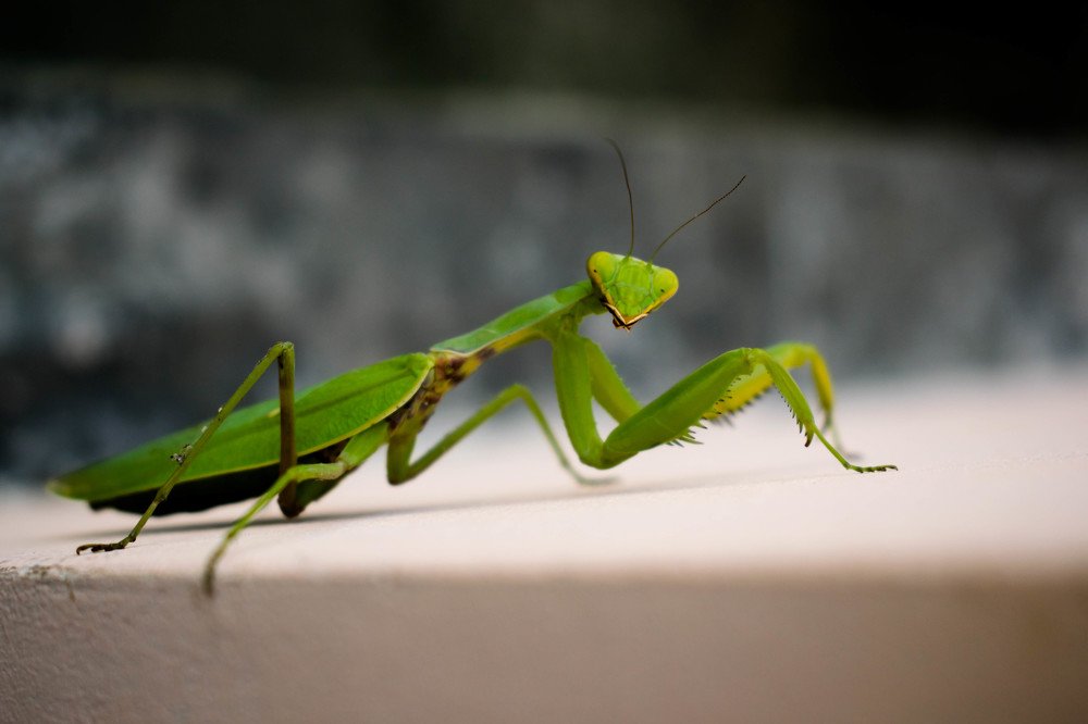 Красавчик богомол