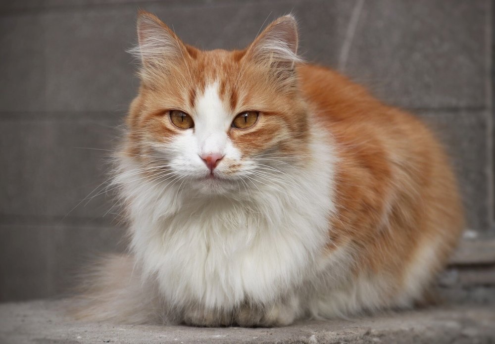 Photograph by Юлия Голубкова