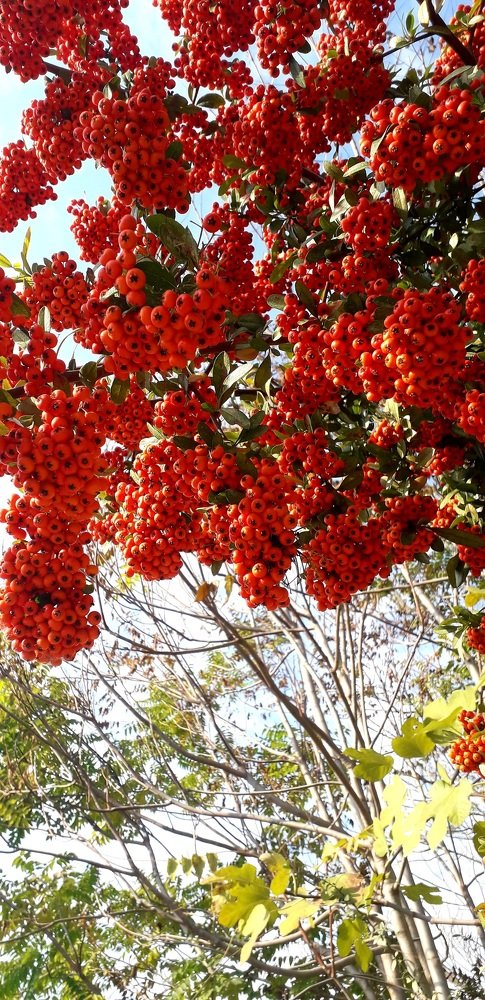 Red berries