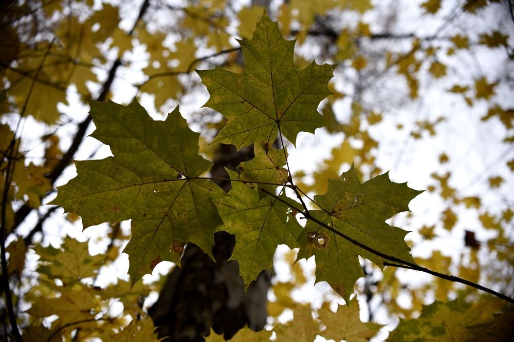 Photograph by Ольга Печёнова