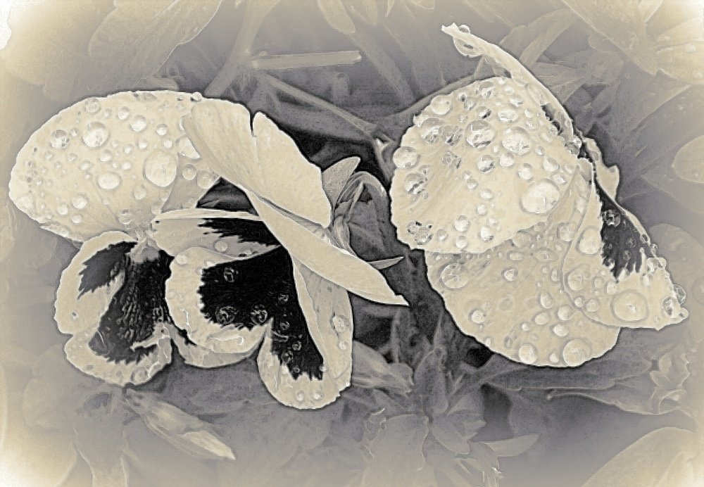 Photograph by 