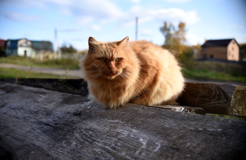 Photograph by Ольга Печёнова