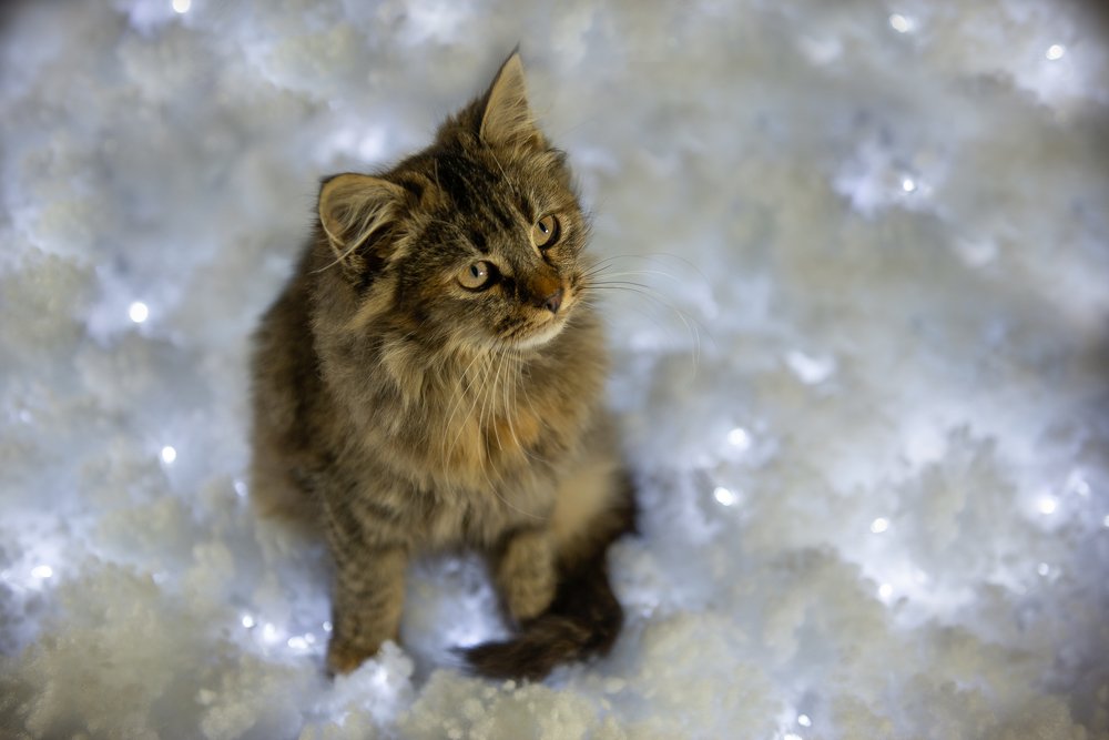 Photograph by Анна Пикаленко