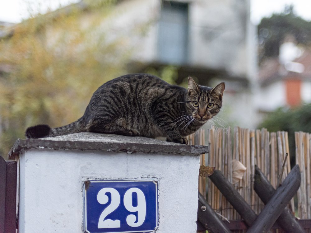 Photograph by Bojan Andjelic