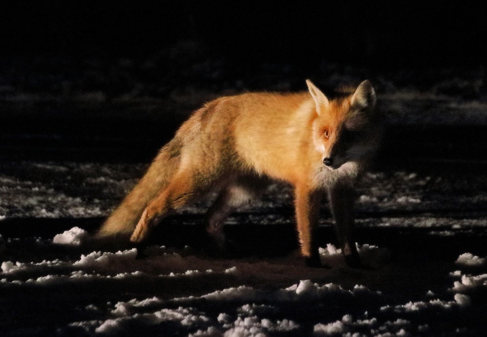 Photograph by Владимир Петрукович