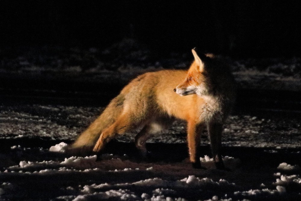 Photograph by Владимир Петрукович