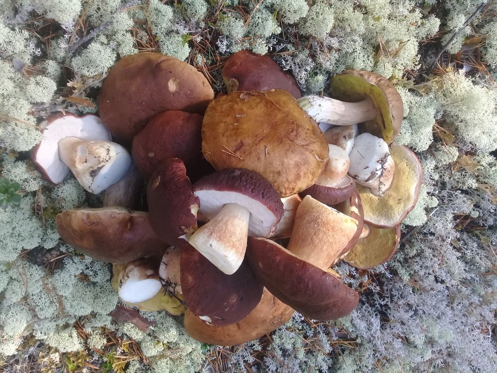 Удачная прогулка