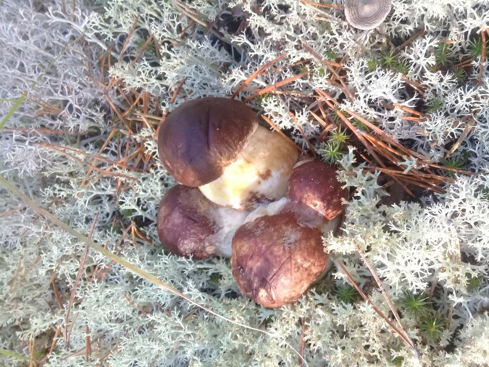 Photograph by Худякова Светлана Викторовна