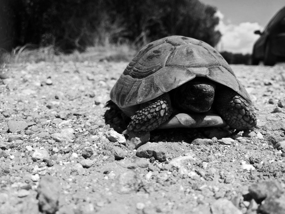 teenage mutant ninja turtle