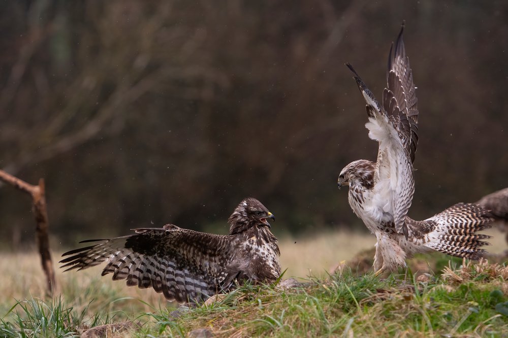 Photograph by Ernestas Balcikonis