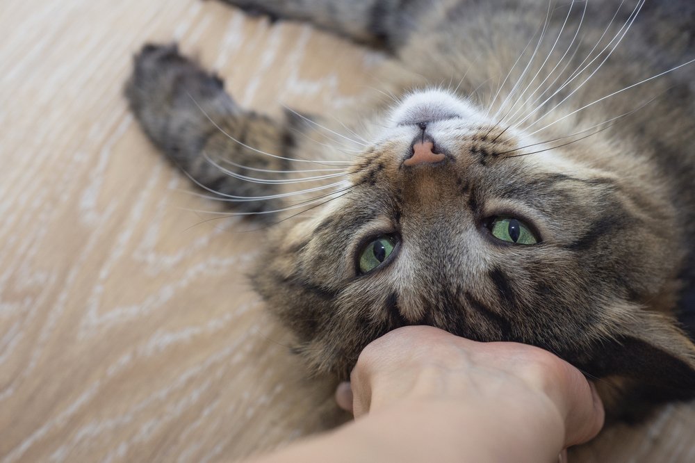 Photograph by Мария Теос