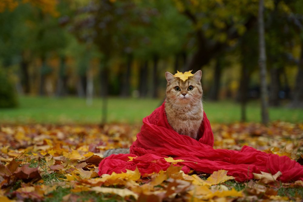 Photograph by Elena Guseva